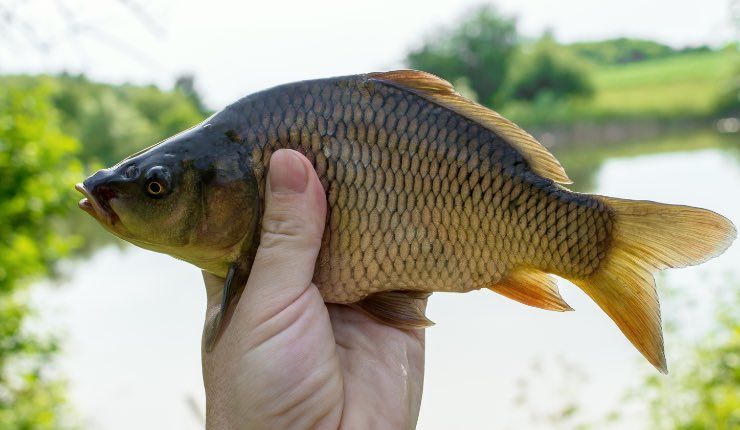 Carpa appena pescata