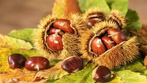 Castagne in Italia