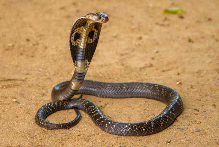 Cobra reale