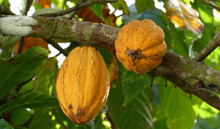 I frutti della pianta del cacao