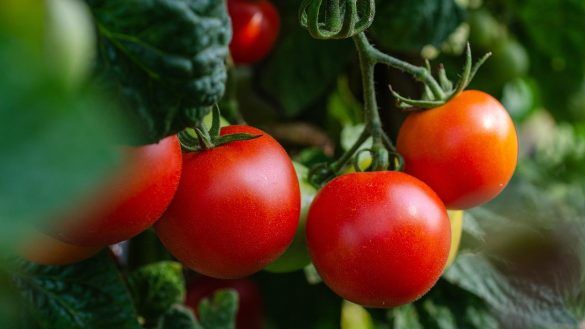 Il metodo degli agricoltori