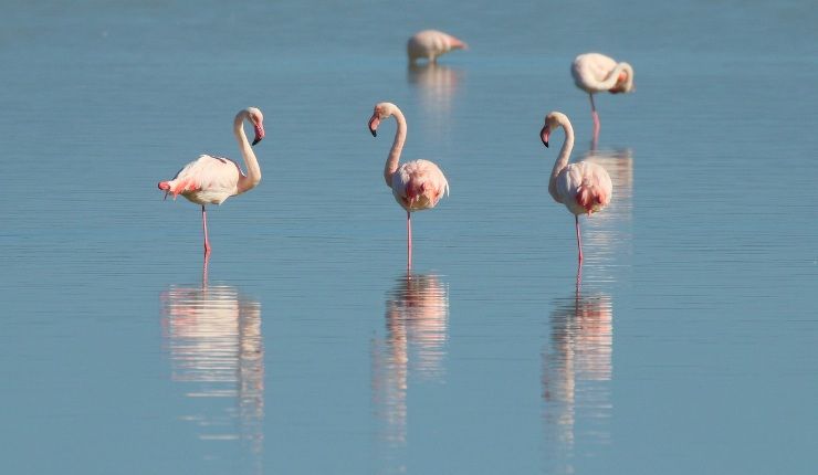 Parc Ornithologique du Pont de Gau Francia