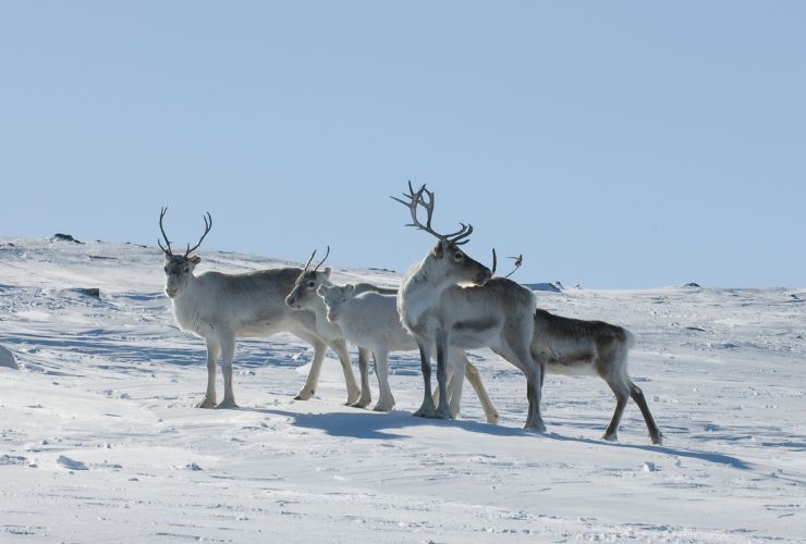 Renne a Kilpisjärvi - Finlandia