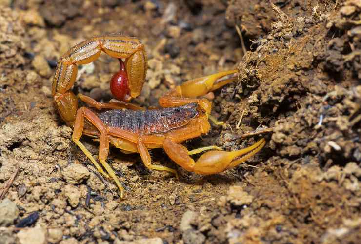 Scorpione rosso indiano