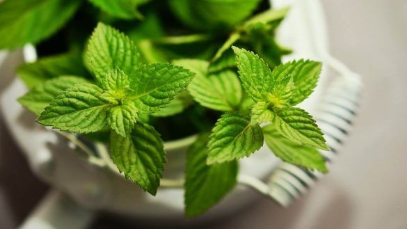 Uniamo menta e zucchero