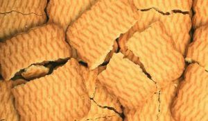 biscotti-tritati
