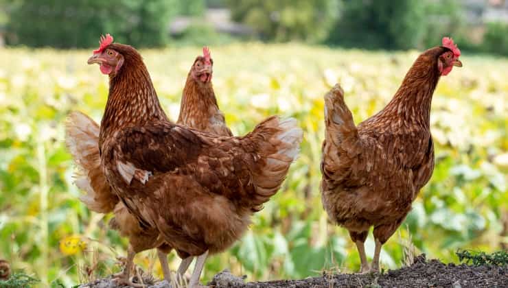 capire se il pollo è buono, galline ruspanti