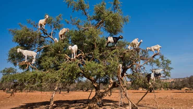 Capre sull'albero in Marocco