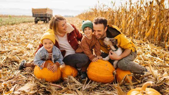 Campi di zucca