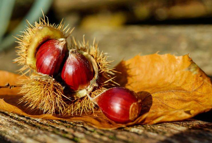 Castagne