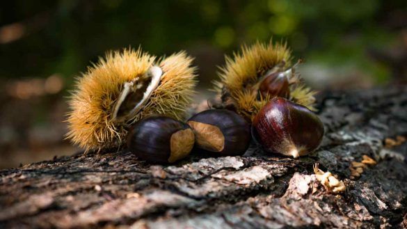 Castagne