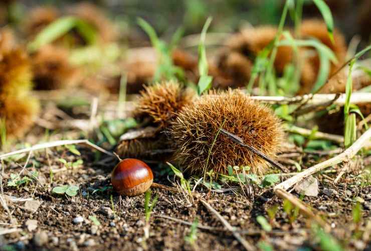 Castagne in riccio