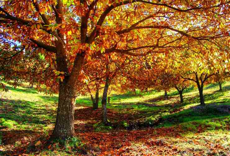 Castagno in autunno