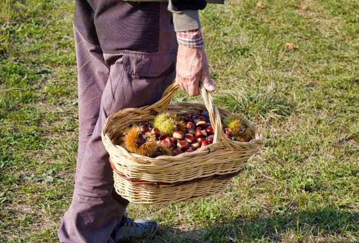 Cesto di castagne