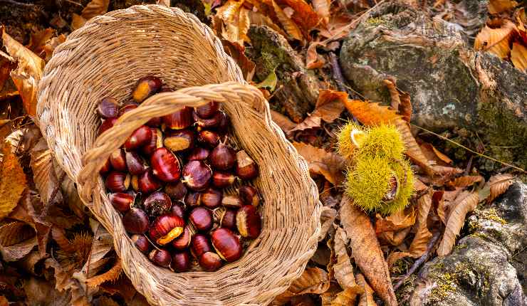 Come fare la raccolta delle castagne