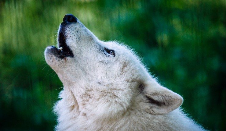 Cos'è il wolf howling e dove praticarlo