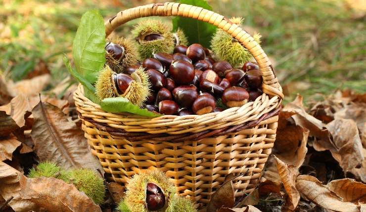 Dove raccogliere le castagne con i bambini