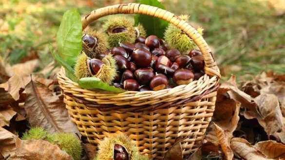 Frutto dell'autunno