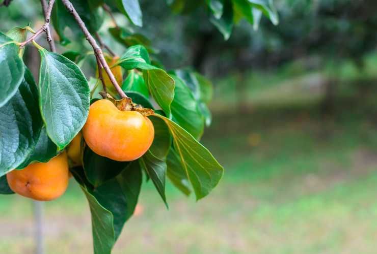 Frutto di cachi su albero