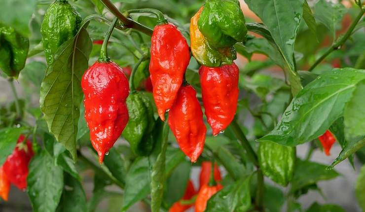 Ghost pepper