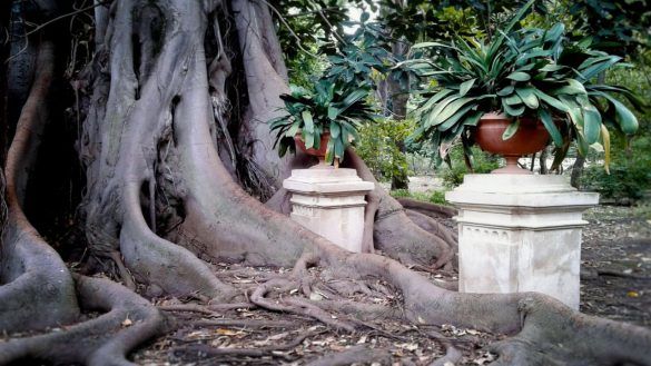 Giardino Botanico di Palermo