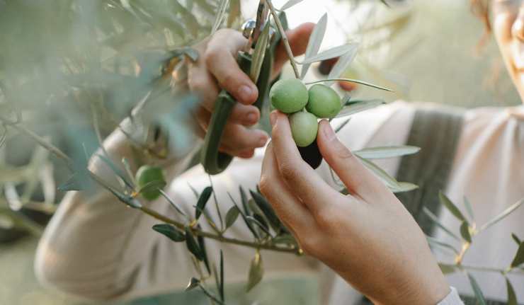 La raccolta delle olive