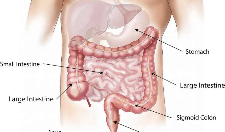 Organi per la digestione