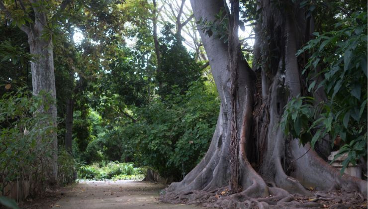 Palermo giardino botanico