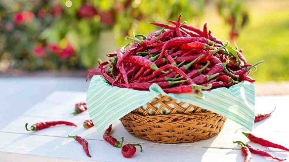 Peperoncini di cayenne