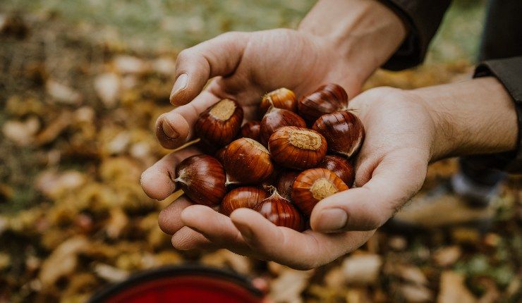 Raccogliere le castagne