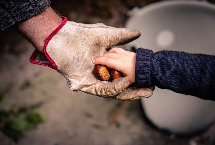 Raccolta delle castagne