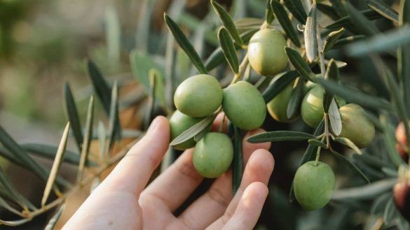 Raccolta olive