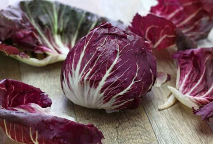 Radicchio di Chioggia