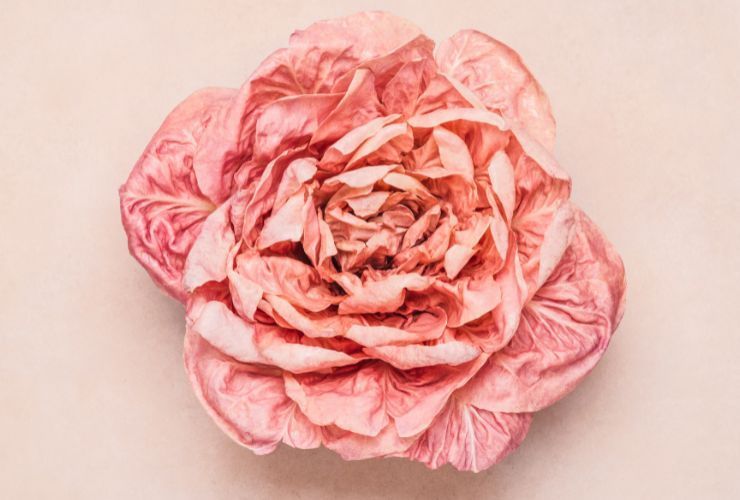 Rosa del Veneto