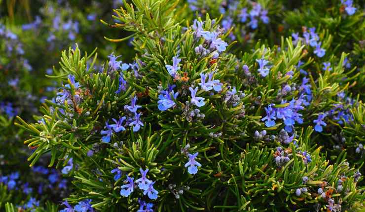 Rosmarino in fiore