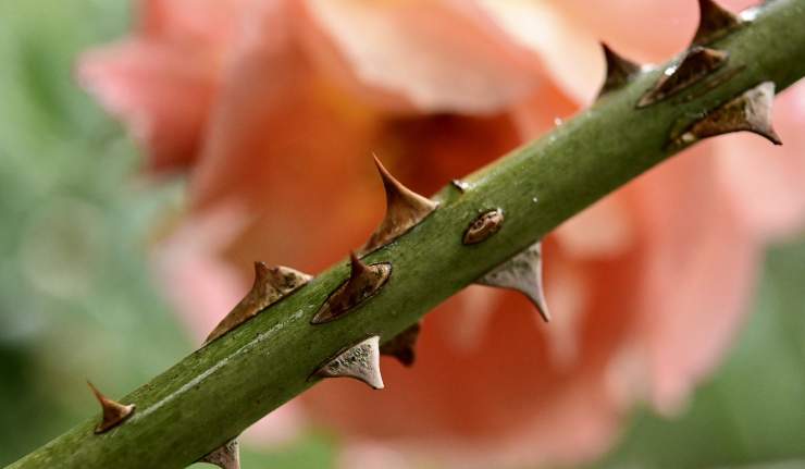 Spine delle rose