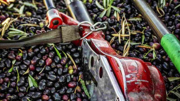 Abbacchiatori per olive