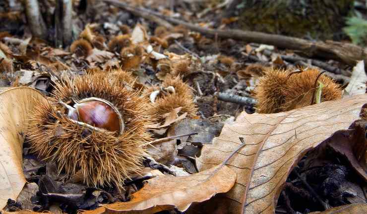 Castagne per la raccolta