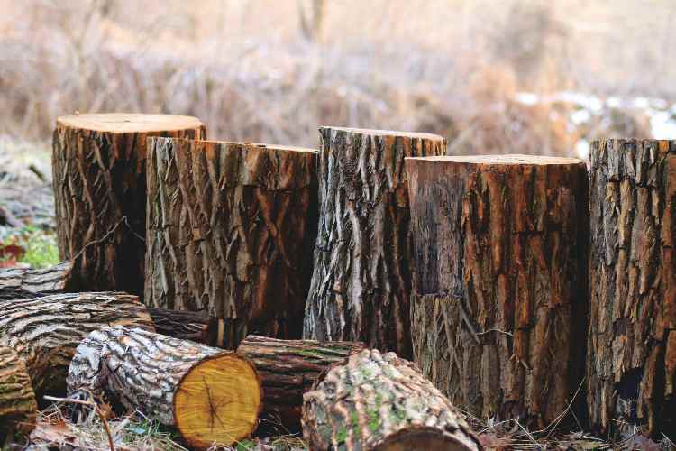 Ceppo di legno