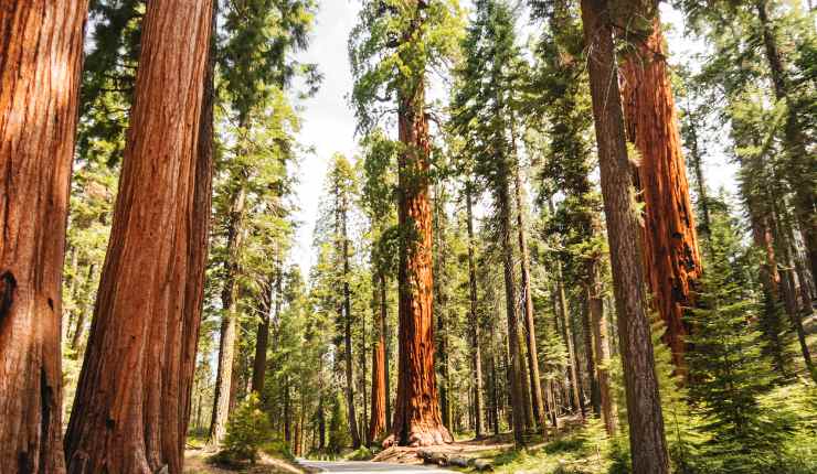 Foresta di sequoie giganti in California