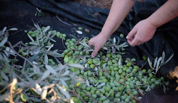 Teli per la raccolta delle olive