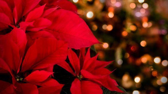 Regalare la stella di Natale