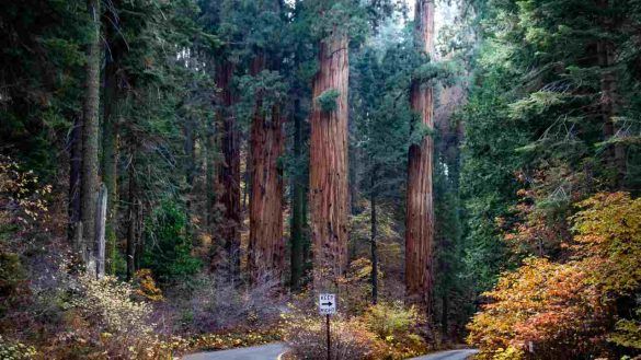 Sequoia National Park