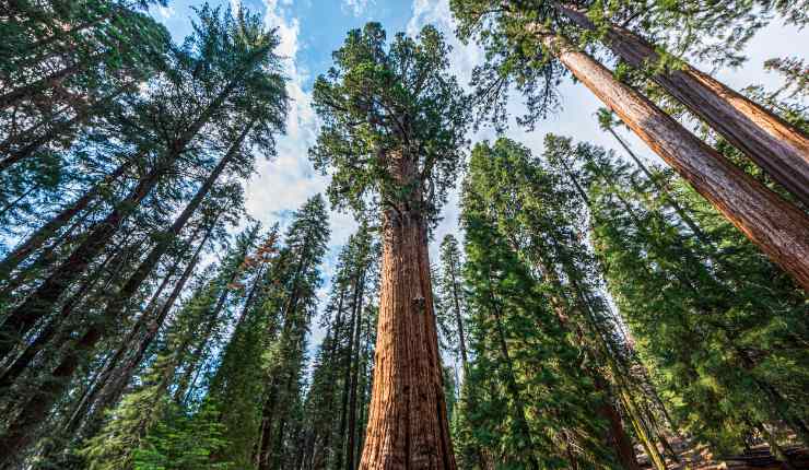 Sequoia National Park