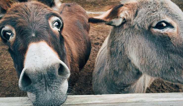 Fattoria con gli animali