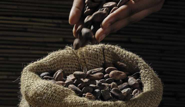 Cacao