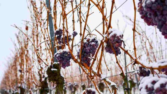 Eiswein - vino ghiacciato