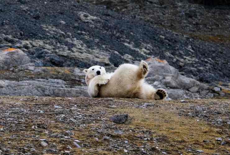 Orso polare