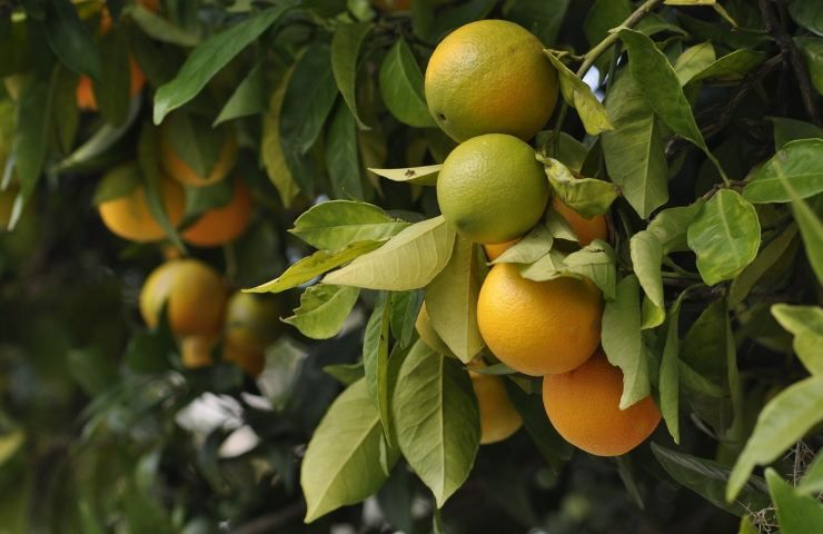 Albero d'arancio