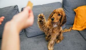 Biscotti per cani fatti in casa